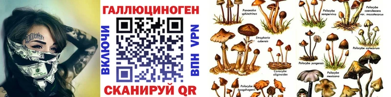 Купить закладки  Кириллов  Галлюциногенные грибы Psilocybe 
